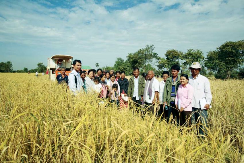 attraction-Banteay Meanchey Economy Rice Fied.jpg